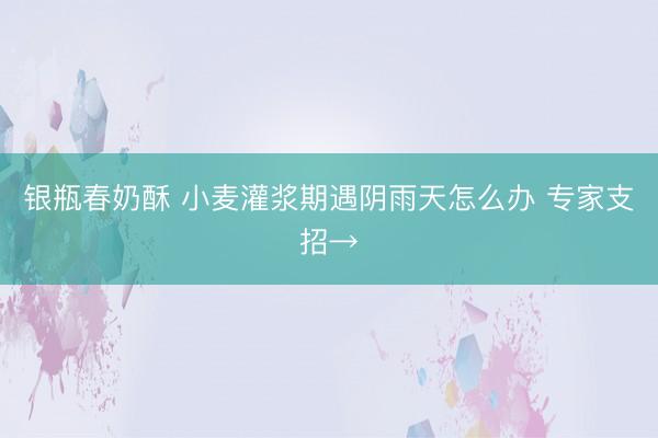 银瓶春奶酥 小麦灌浆期遇阴雨天怎么办 专家支招→